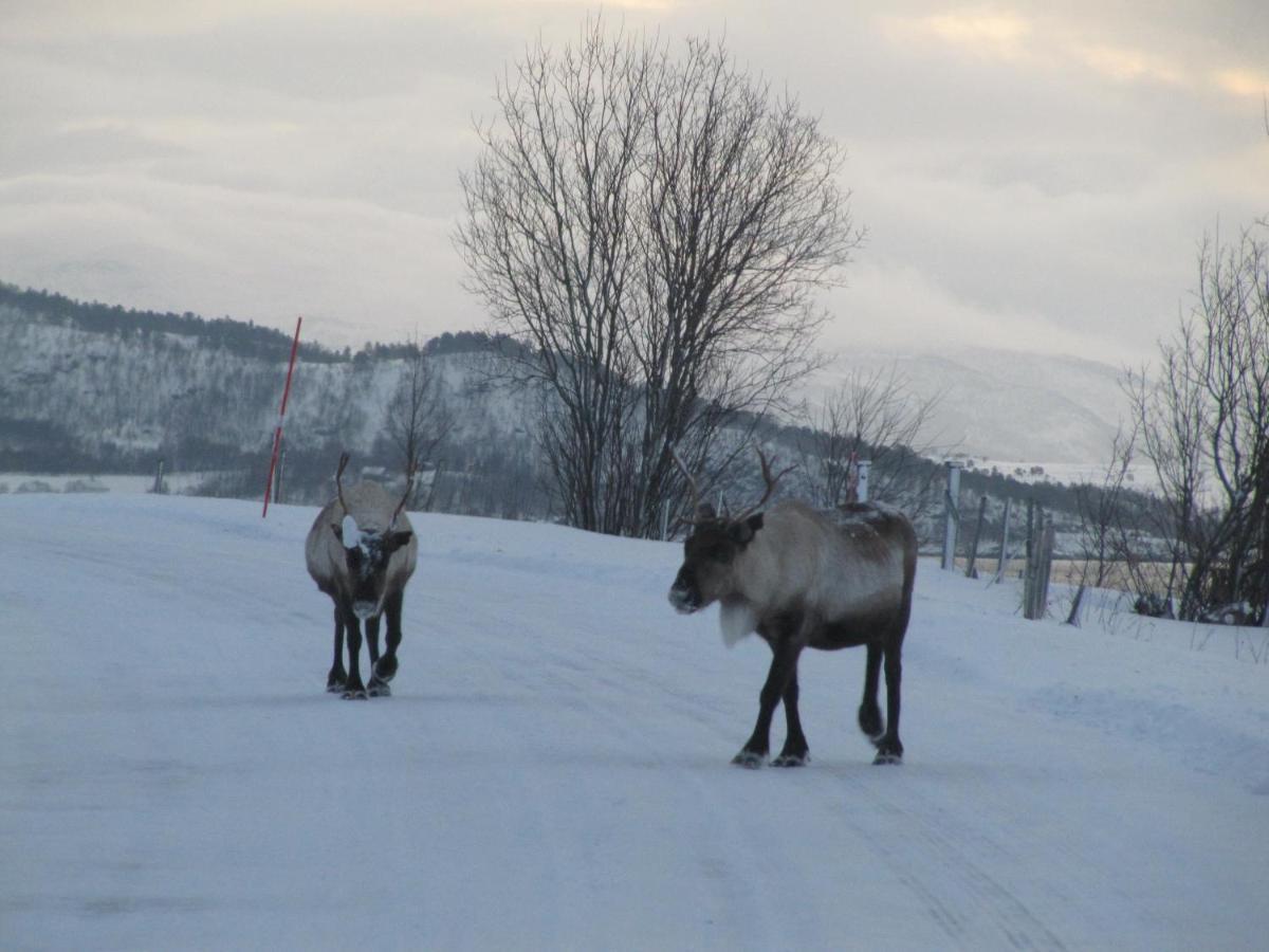 Malangen Lodge Mestervik المظهر الخارجي الصورة